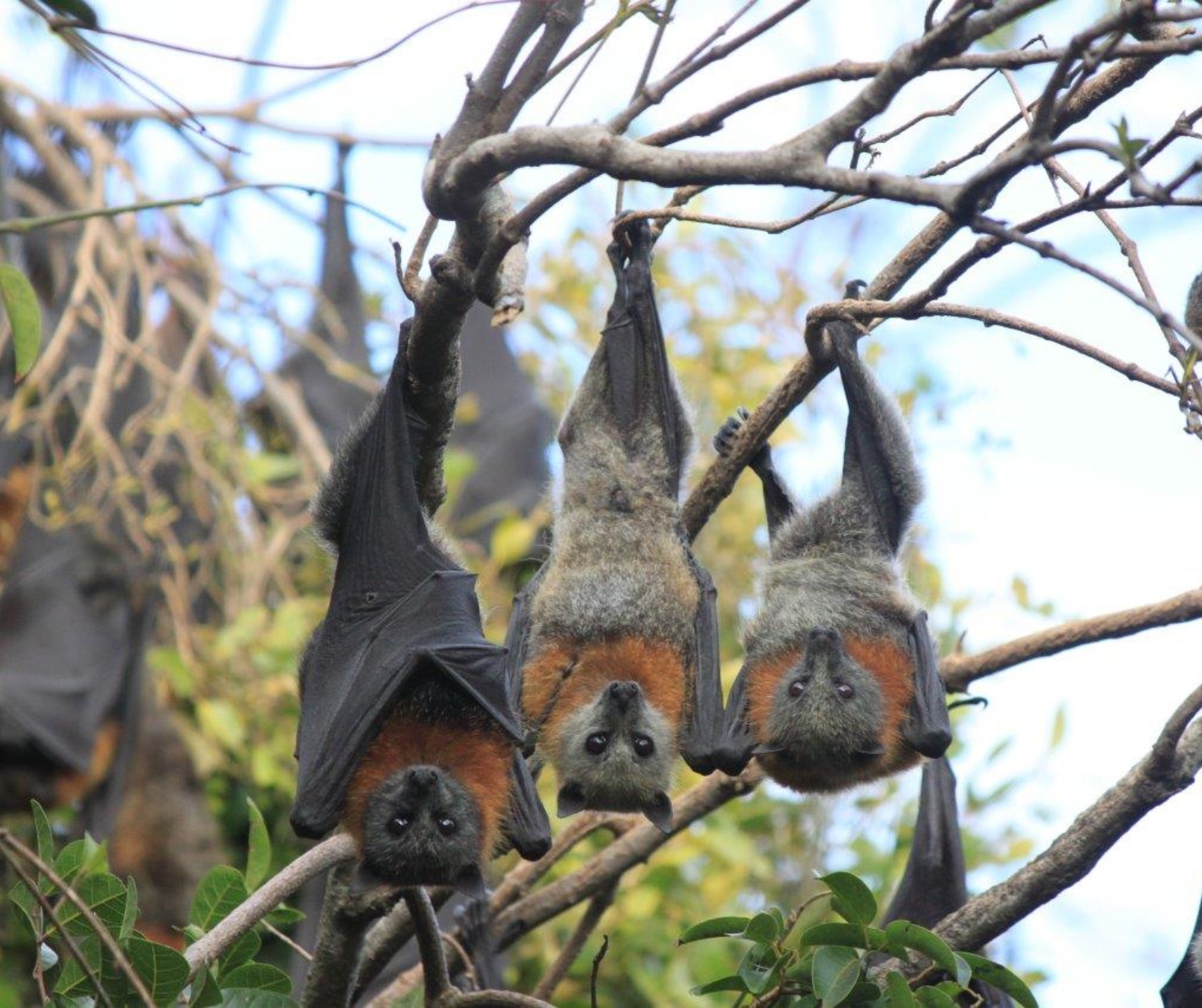 Community Input Invited on Flying Fox Roost Management Plan ...